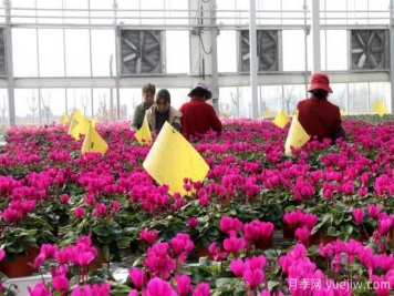 扬州高邮：每天发货30万株，花工厂绽放乡村振兴致富花