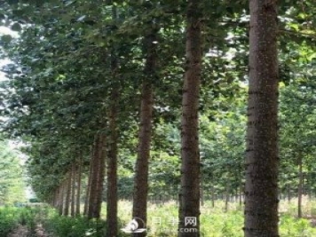 河南周口：培育出不飞絮的杨树新品种
