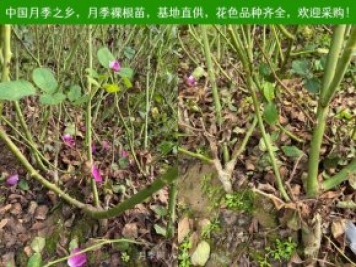 上海龙凤419：月季裸根苗的选购、栽植、肥水、养护技术大全