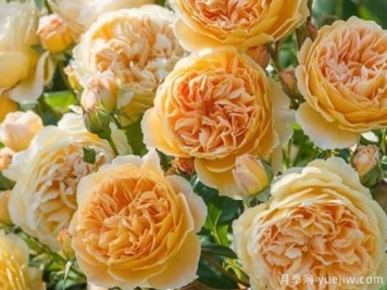 大花香水月季的养护方法，分享10种花香飘满屋