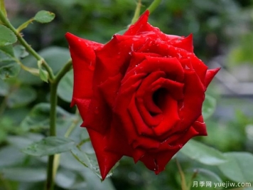 2023年情人节十大玫瑰品种销量榜，卡罗拉位居首位
