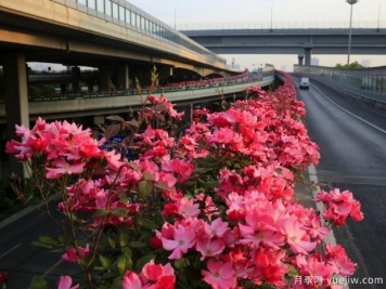 30万株新品种，杭州高架月季会带来什么样的惊喜？