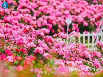 2024年第二届杭州市月季花展举办，赏500万株月季