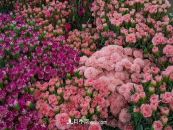 中国6大花市，全国花卉批发市场介绍