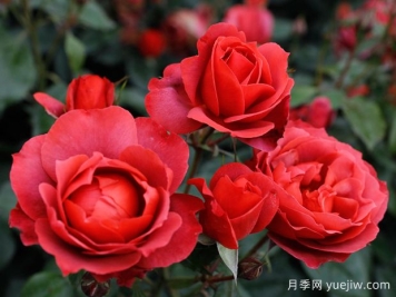 21朵玫瑰：不只是浪漫，还藏着这些深意
