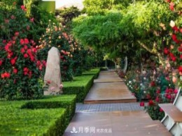 秦皇岛适合养月季花，市花和市树是什么